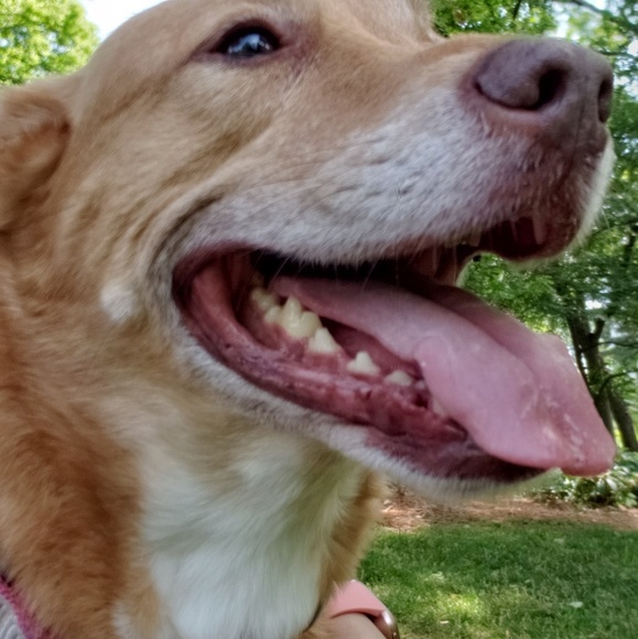 Meet your Posher, Anna - Picture 1 of 1